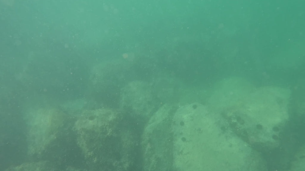 BUY 2 & GET 25% OFF - FRENZY Pro Flasher (Random Color)