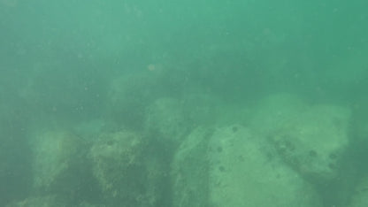 BUY 2 & GET 25% OFF - Frenzy Pro Flasher (Random Color)