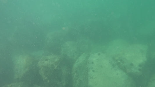 BUY 2 & GET 25% OFF - Frenzy Pro Flasher (Random Color)